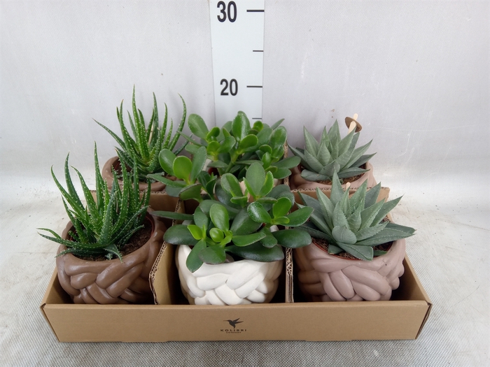 <h4>Succulents   ...mix 3</h4>