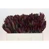 Leucadendron Saf Sunset Dark Red