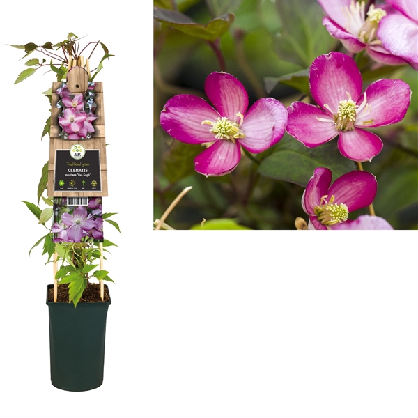 <h4>Clematis montana 'Van Gogh' +3.0 label</h4>