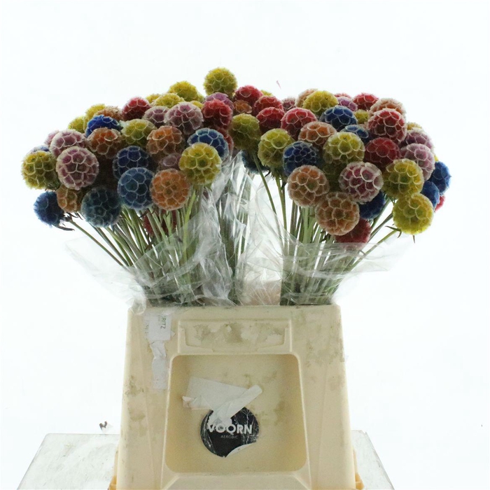 <h4>Scabiosa Stellata Kbh Mix</h4>