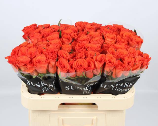 <h4>R Gr Garfield+</h4>