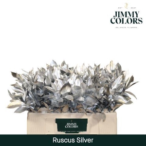 Ruscus L50 Mtlc. Zilver