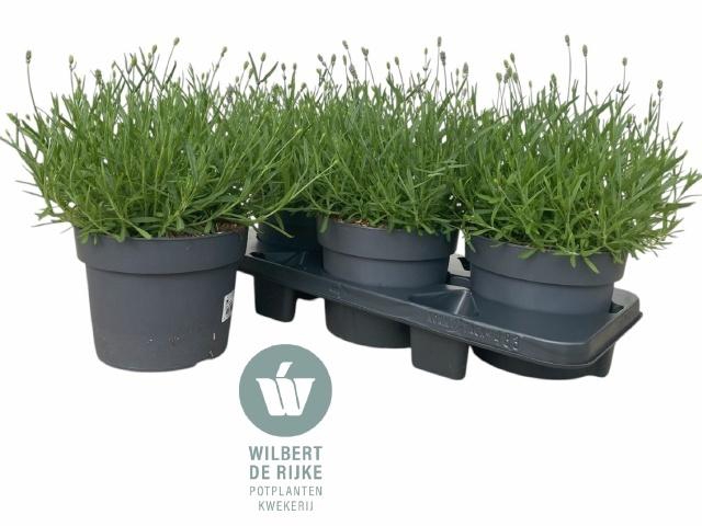 <h4>LAVAN AN HIDCOTE</h4>