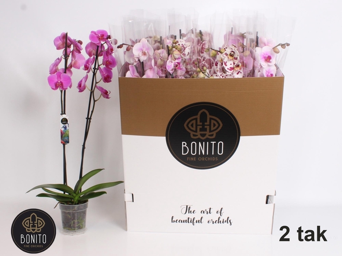 <h4>Phal Gem 7 Kl</h4>