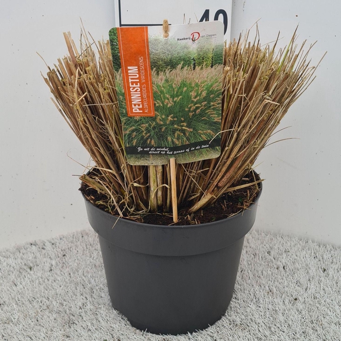 <h4>Pennisetum Alo. Viridescens P26</h4>