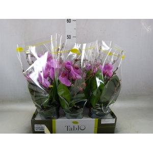 Phalaenopsis   ...rose