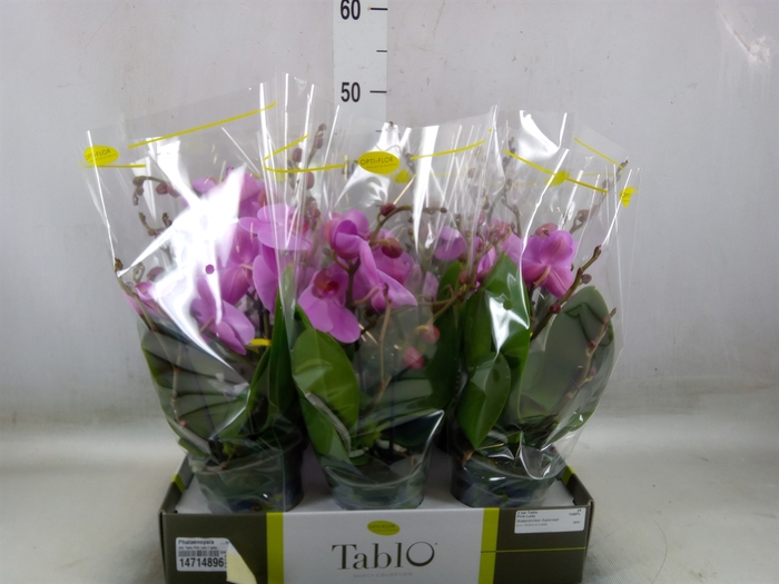 <h4>Phalaenopsis   ...rose</h4>
