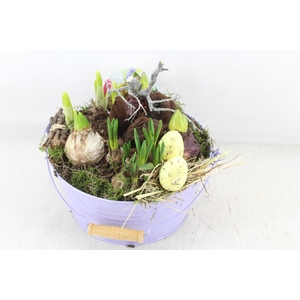 arr4 Bollenmix VL - Emmer lila 250/2