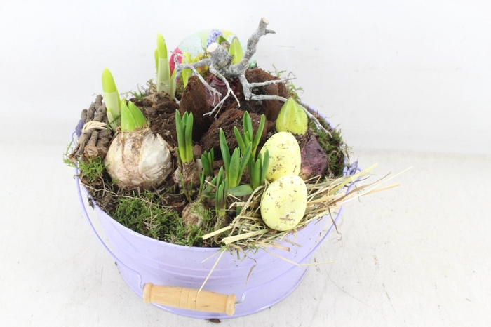 <h4>arr4 Bollenmix VL - Emmer lila 250/2</h4>