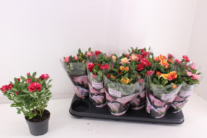 <h4>RO VICTORY GEM</h4>