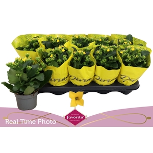 KAL EN SOLANA YELLOW