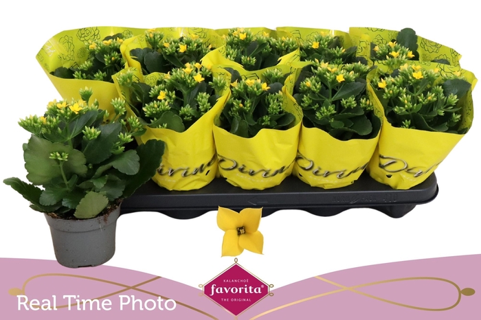 <h4>KAL EN SOLANA YELLOW</h4>