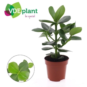 Clusia rosea Princess CLU12