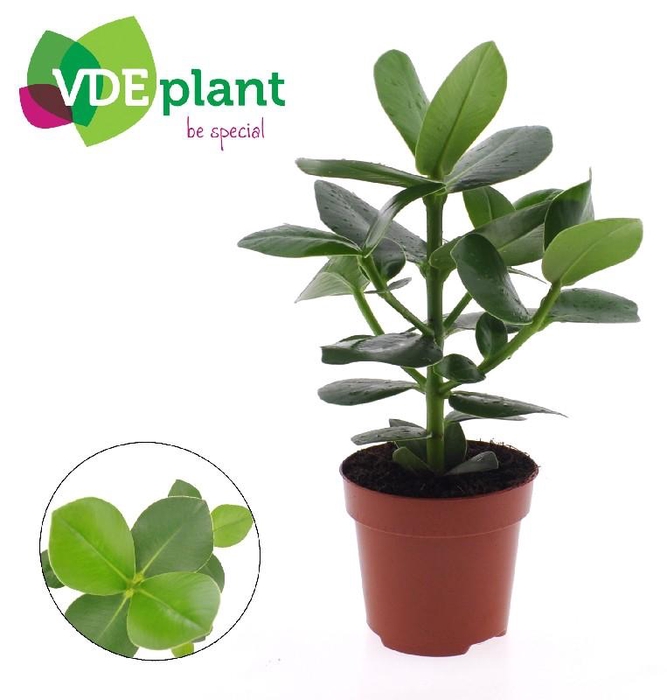 <h4>Clusia rosea Princess CLU12</h4>