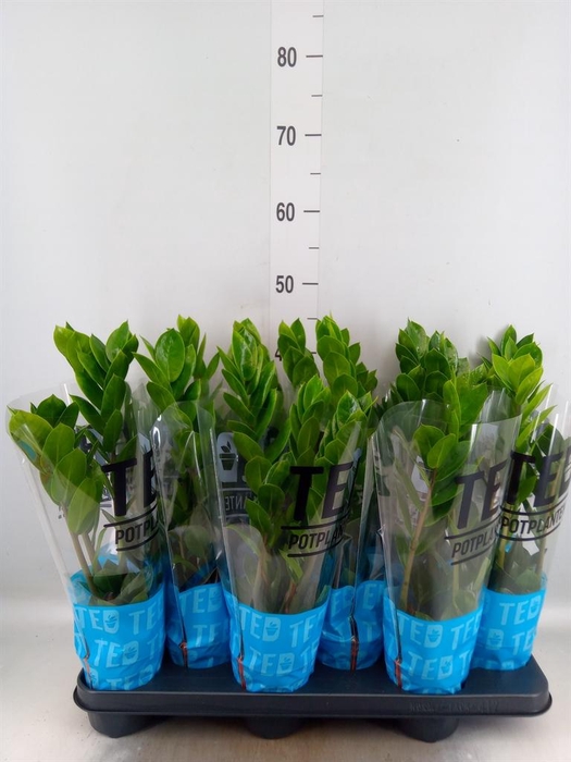 <h4>Zamioculcas zamiifolia</h4>