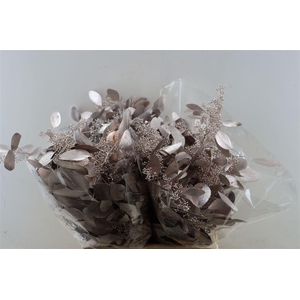 Euca Populus Berry Champagne P Bunch