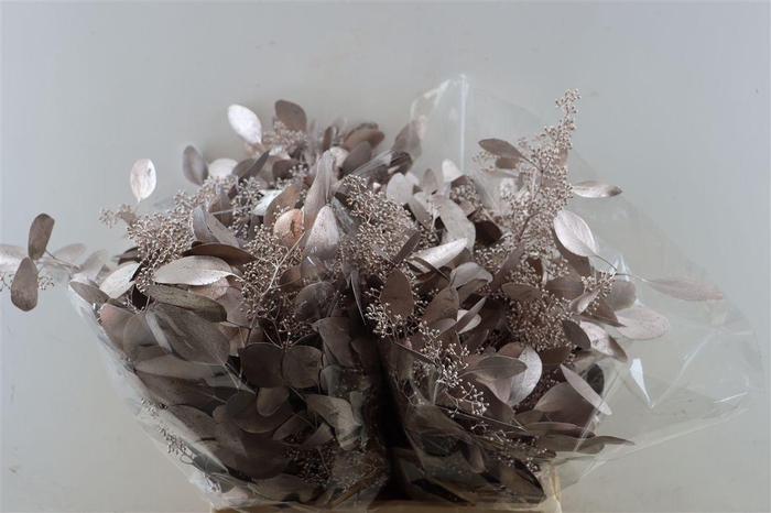 <h4>Euca Populus Berry Champagne P Bunch</h4>