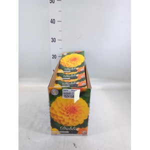 Dahlia   ...flowerbulbs