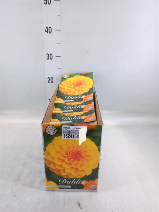 <h4>Dahlia   ...flowerbulbs</h4>