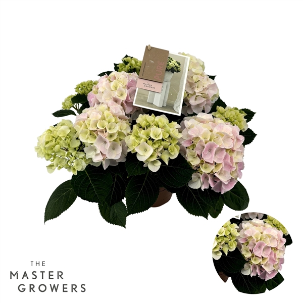 <h4>Hydrangea Macrophylla Hi Diamond Roze 7+ Flowers</h4>