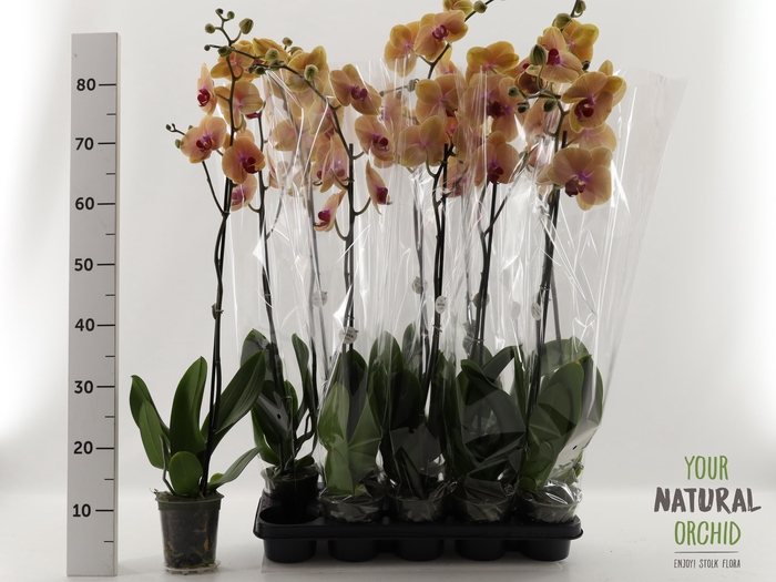 <h4>PHAL CARIBBEAN DREAM</h4>