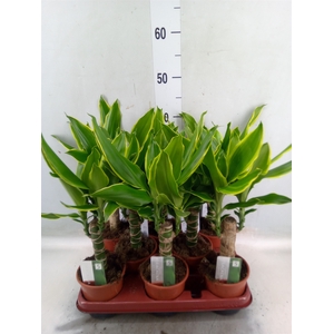 Dracaena frag. 'Golden Coast'