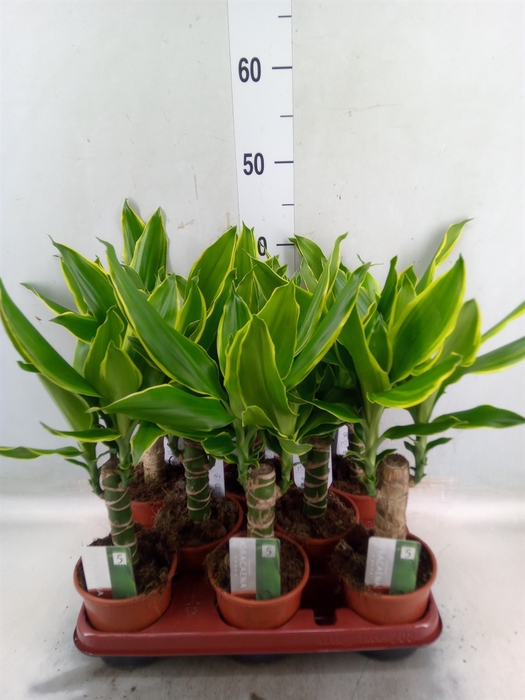 <h4>Dracaena frag. 'Golden Coast'</h4>