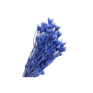 Nigella Blue