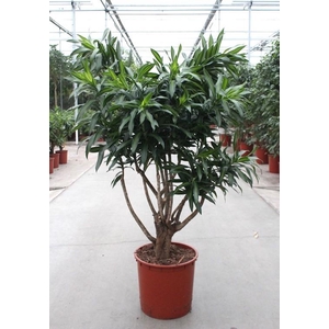 Dracaena Song of Jamaica