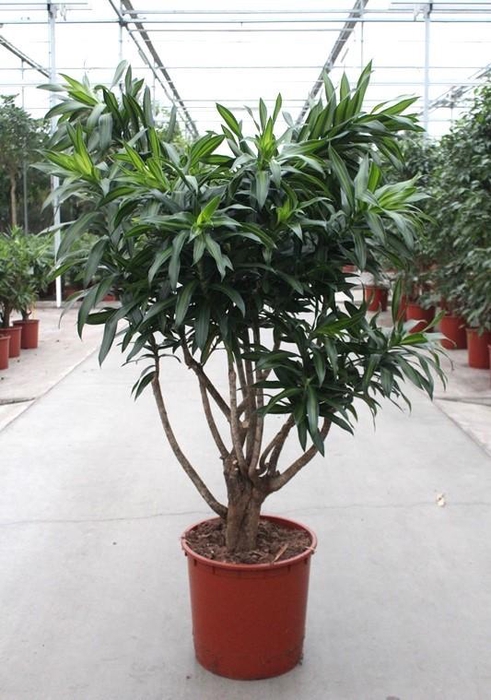 <h4>Dracaena Song of Jamaica</h4>