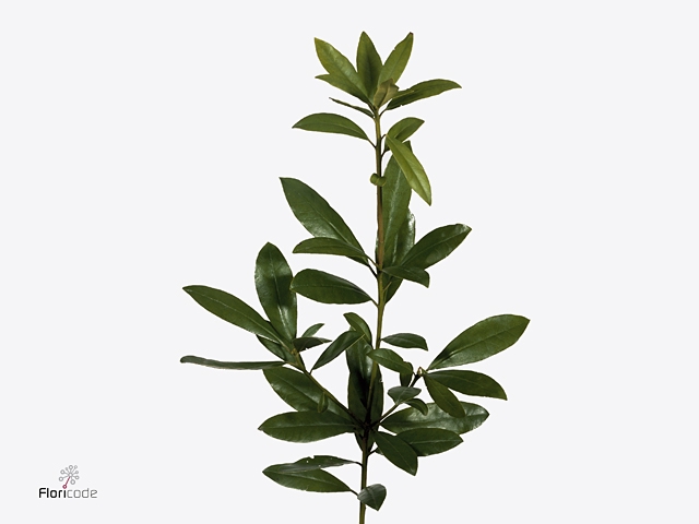 RHODO. YELLOW/WHITE 050CM