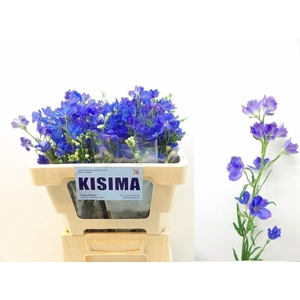 DELPH EN M GRAN BLUE