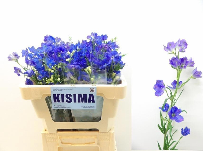 <h4>DELPH EN M GRAN BLUE</h4>