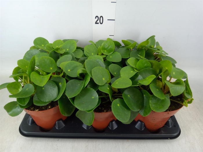<h4>Pilea peperomioides</h4>
