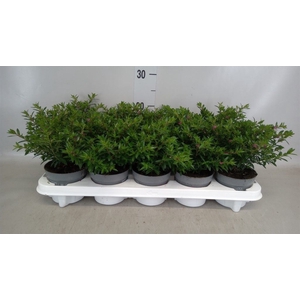 Cuphea hyssopifolia