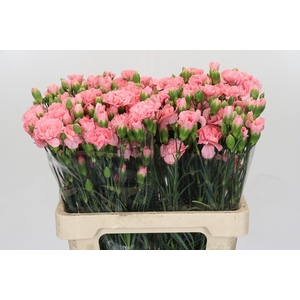 Dianthus spray 'Montana'