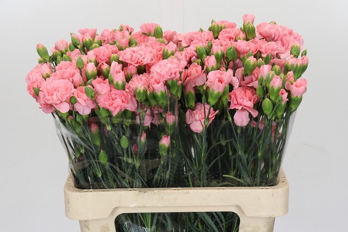 <h4>Dianthus spray 'Montana'</h4>
