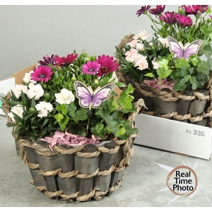 ARR TUINPLANTEN