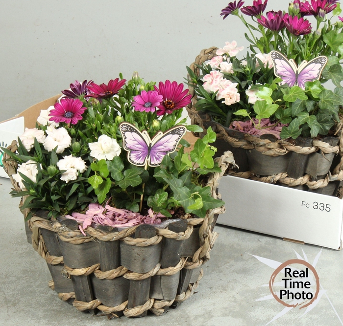 <h4>ARR TUINPLANTEN</h4>