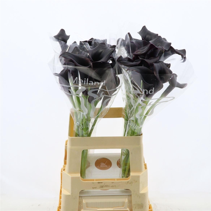 <h4>Calla Call Ceara</h4>