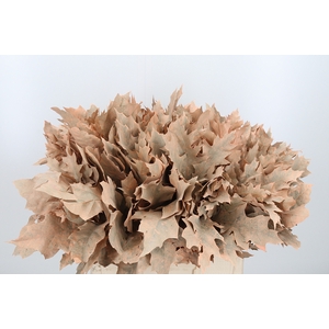 Quercus Kl Bh Apricot