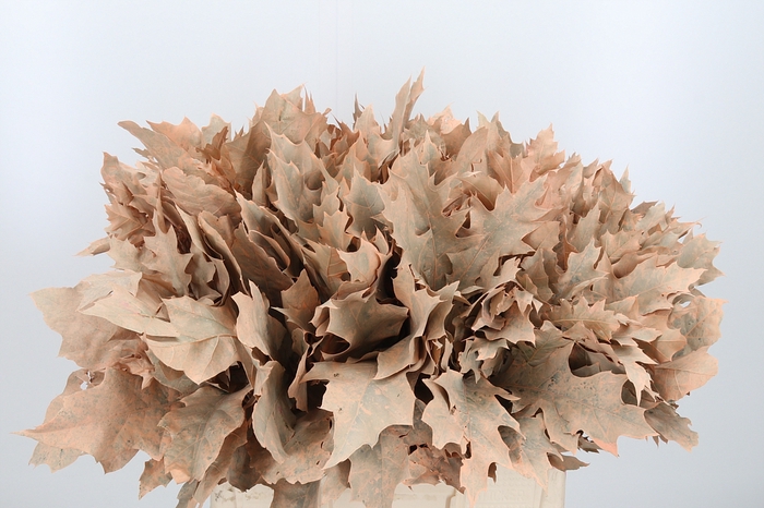 <h4>Quercus Kl Bh Apricot</h4>