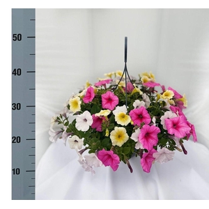 .Hanging Basket petunia summermix