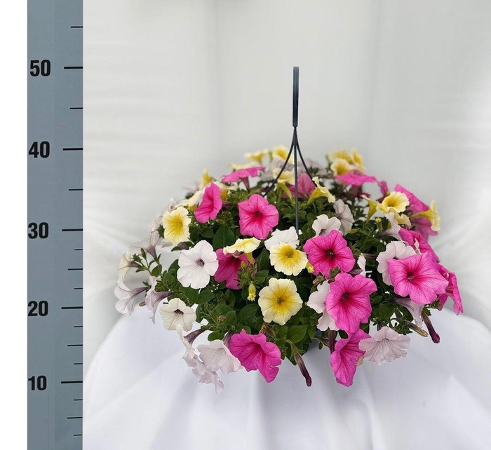 <h4>.Hanging Basket petunia summermix</h4>
