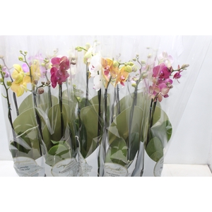 PHALAENOPSIS P12 2 HT