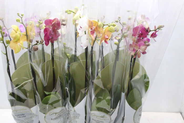 <h4>PHALAENOPSIS P12 2 HT</h4>