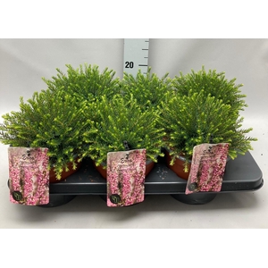 Erica darleyensis 'Darley Dale' C2 Tray