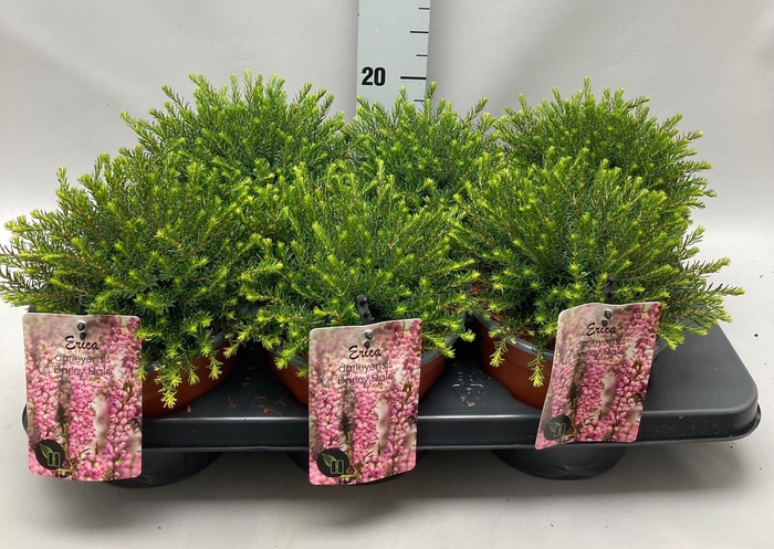 <h4>Erica darleyensis 'Darley Dale' C2 Tray</h4>