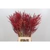 Bromelia Red Paloma