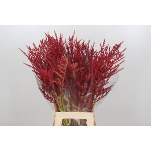 Bromelia Red Paloma